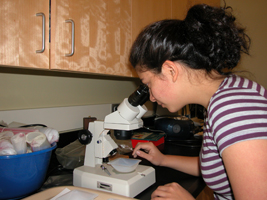 seeds Bear inspecting botanical specimens through a microscope.